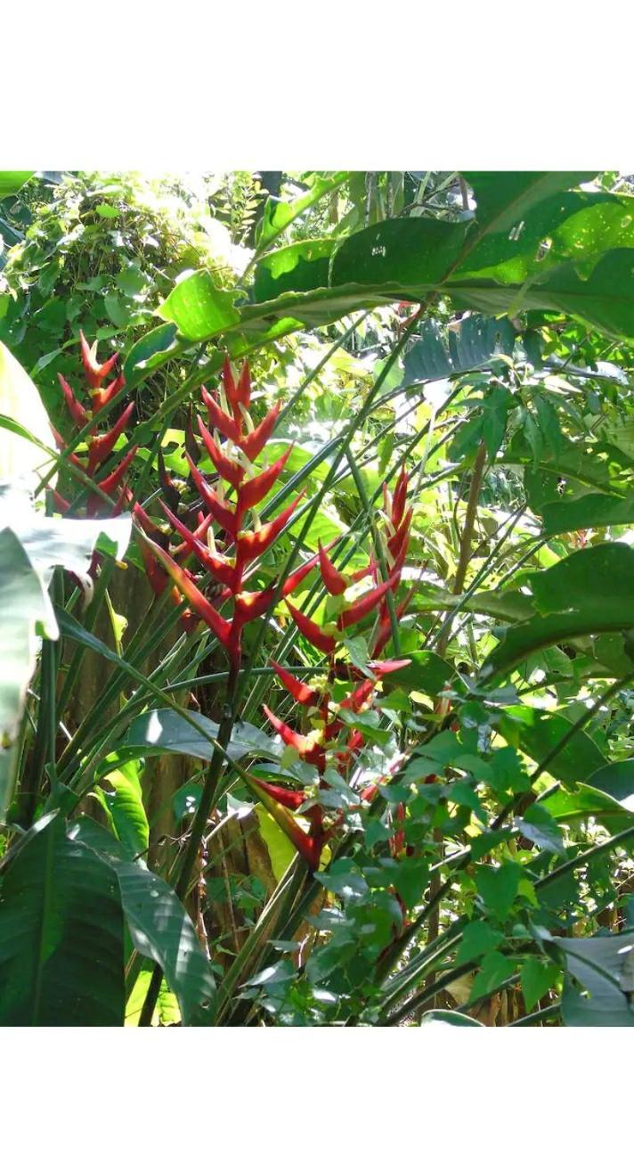 Jardin De Naipi 3 Lägenhet Puerto Iguazú Rum bild